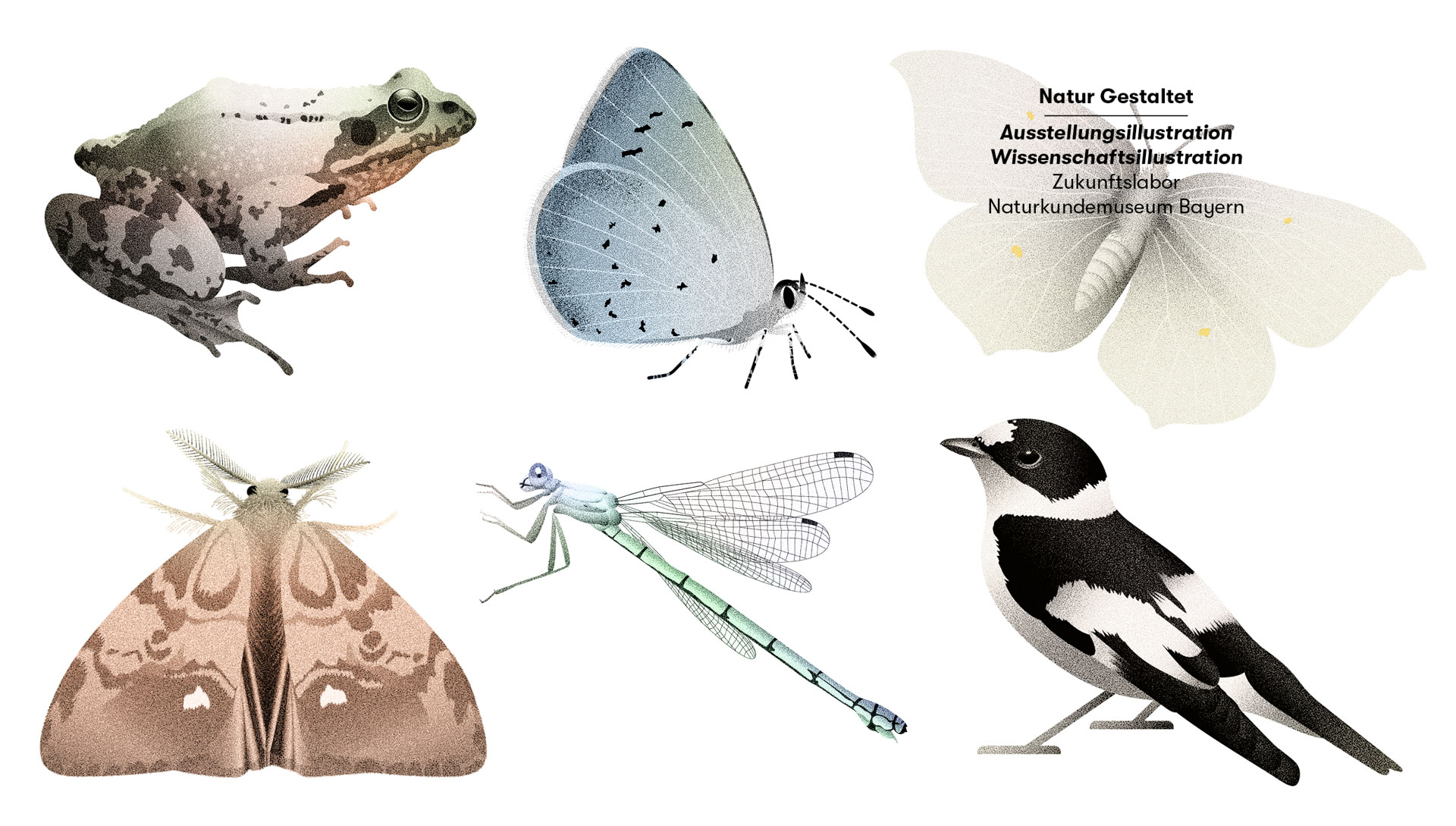 Naturkundemuseum Bayern Tierarten