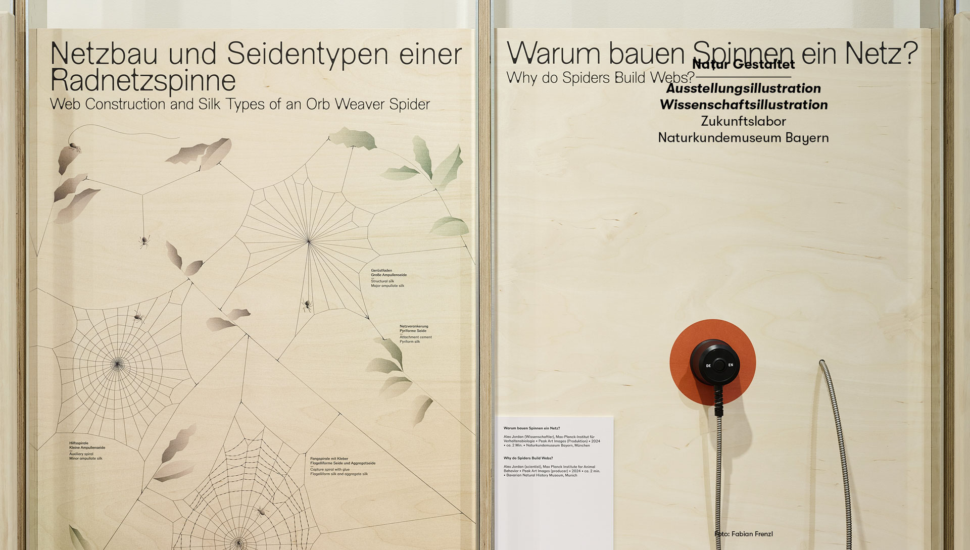 Naturkundemuseum Bayern Netzbau Spinne